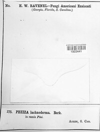 Peziza lachnoderma image